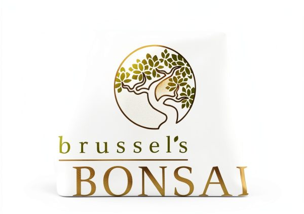 Brussels Bonsai Live Green Mound Juniper Outdoor Bonsai-6