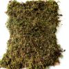 Indoor Bonsai GARDENS OY VEY Green Yellow Air Purification-5