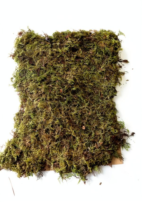 Indoor Bonsai GARDENS OY VEY Green Yellow Air Purification-5