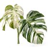 Philodendron Indoor Plant Easy Care Trailing Varieties-7