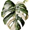 Philodendron Indoor Plant Easy Care Trailing Varieties-2