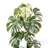Philodendron Indoor Plant Easy Care Trailing Varieties-6