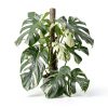 Philodendron Indoor Plant Easy Care Trailing Varieties-3