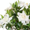 Brussels Bonsai Gardenia Ceramic Pot Outdoor Beginner-2