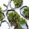 Green Mound Juniper Bonsai Brussel's Bonsai Zen Pot Outdoor-1