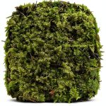 Indoor Bonsai GARDENS OY VEY Green Yellow Air Purification-0