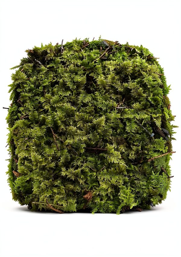 Indoor Bonsai GARDENS OY VEY Green Yellow Air Purification-0