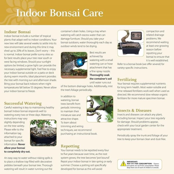 Brussels Bonsai Golden Gate Ficus Indoor Bonsai Tree-5