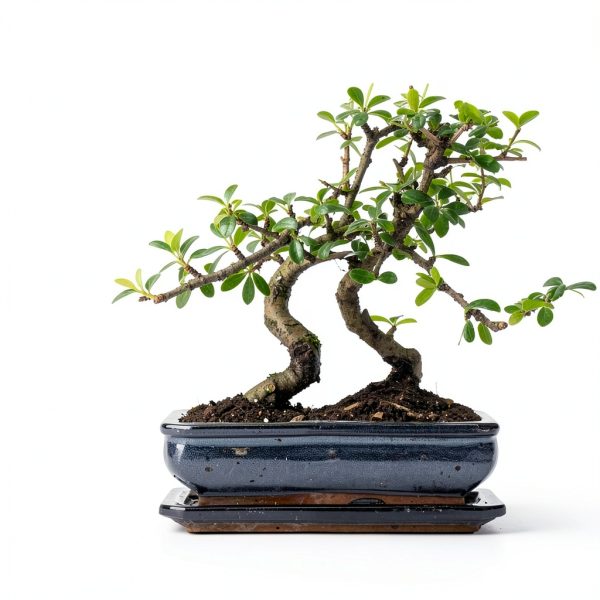 LUOJIBIE Bonsai Kit Indoor Growing Complete Starter Set-2