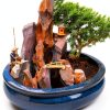 Indoor Bonsai jmbamboo Live Plant Ceramic Pot Training-1