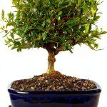 Gardenia Bonsai Tree Brussel's Bonsai Outdoor Flowering-0