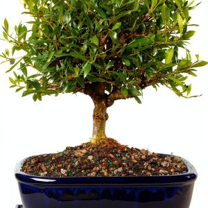 Gardenia Bonsai Tree Brussel's Bonsai Outdoor Flowering-0