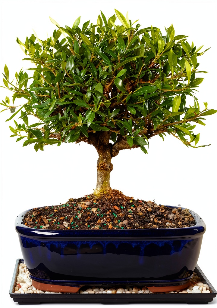Gardenia Bonsai in ceramic pot with white blooms outdoors