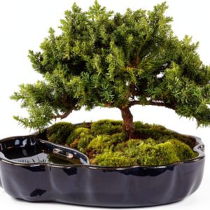 Green Mound Juniper Bonsai Brussel's Bonsai Zen Pot Outdoor-0