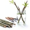 Willow Bamboo Bonsai CZ Grain Easy Grow Indoor Plant-4