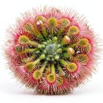 Generic Bonsai Sundew Plant Seeds Multi Color Premium-0