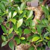 Brussels Bonsai Golden Gate Ficus Indoor Bonsai Tree-2