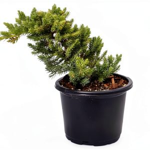 Hirts Gardens Japanese Juniper Bonsai Indoor Plant Evergreen-0