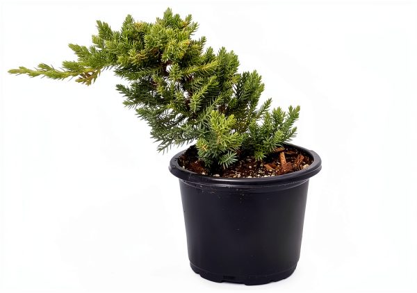 Hirts Gardens Japanese Juniper Bonsai Indoor Plant Evergreen-0