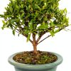 Brussels Bonsai Gardenia Ceramic Pot Outdoor Beginner-0