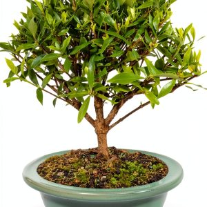 Brussels Bonsai Gardenia Ceramic Pot Outdoor Beginner-0
