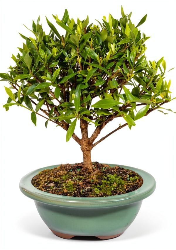 Brussels Bonsai Gardenia Ceramic Pot Outdoor Beginner-0