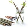 CZ Grain Bonsai Willow Fast Growing Indoor Plant Kit-3