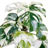 Philodendron Indoor Plant Easy Care Trailing Varieties-1
