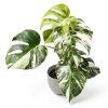 Philodendron Indoor Plant Easy Care Trailing Varieties-4