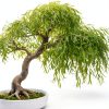 Willow Bamboo Bonsai CZ Grain Easy Grow Indoor Plant-2