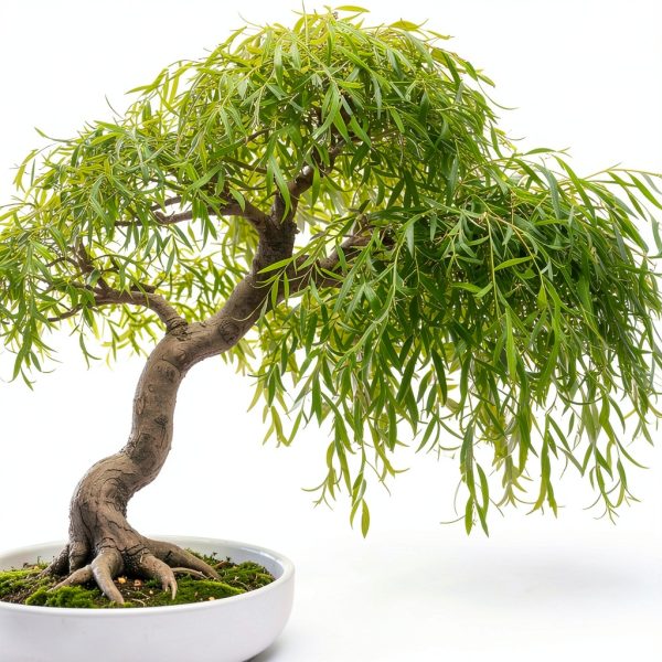 Willow Bamboo Bonsai CZ Grain Easy Grow Indoor Plant-2