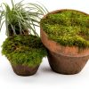 Indoor Bonsai GARDENS OY VEY Green Yellow Air Purification-2