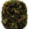 Indoor Bonsai GARDENS OY VEY Green Yellow Air Purification-3