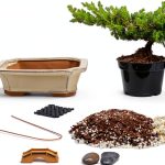Japanese Juniper Bonsai Tree Kit Outdoor Brown Eve Garden-0