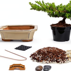 Japanese Juniper Bonsai Tree Kit Outdoor Brown Eve Garden-0