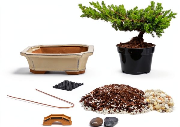 Japanese Juniper Bonsai Tree Kit Outdoor Brown Eve Garden-0