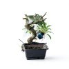 Brussels Bonsai Gardenia Ceramic Pot Outdoor Beginner-5