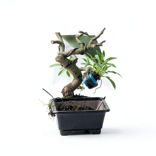 Brussels Bonsai Gardenia Ceramic Pot Outdoor Beginner-5