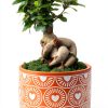 Costa Farms Bonsai Ceramic Pot Indoor Air Purifier-0