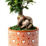 Costa Farms Bonsai Ceramic Pot Indoor Air Purifier-0