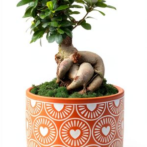 Costa Farms Bonsai Ceramic Pot Indoor Air Purifier-0