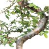 Brussel's Bonsai Ceramic Bonsai Tree Outdoor-3