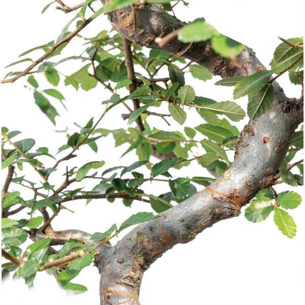 Brussel's Bonsai Ceramic Bonsai Tree Outdoor-3