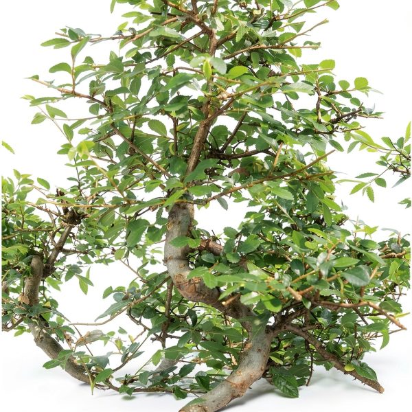 Brussel's Bonsai Ceramic Bonsai Tree Outdoor-1