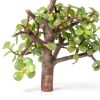 Brussels Bonsai Indoor Ceramic Pot Medium Green-3