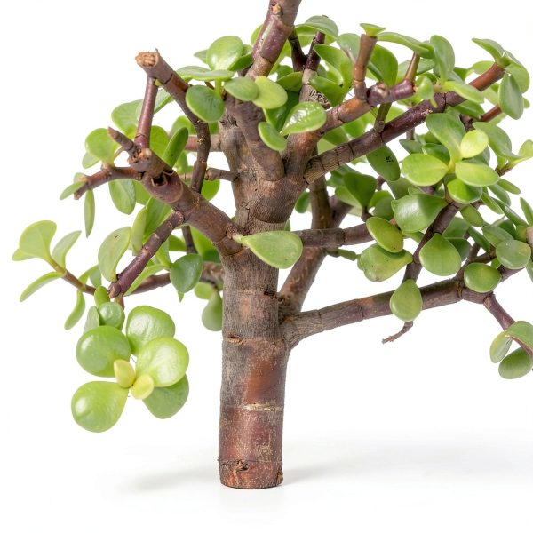 Brussels Bonsai Indoor Ceramic Pot Medium Green-3