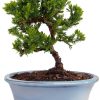 Juniper Bonsai by Brussels Bonsai Ceramic Pot Blue-0