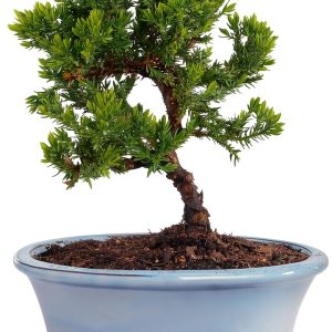 Juniper Bonsai by Brussels Bonsai Ceramic Pot Blue-0