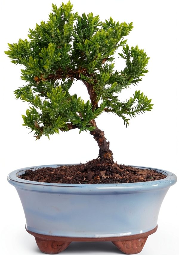 Juniper Bonsai by Brussels Bonsai Ceramic Pot Blue-0