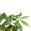 Money Tree Plant Costa Farms Indoor Flower Pot-2